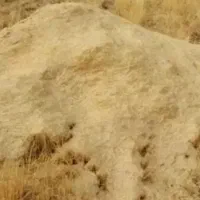 کاه گندم