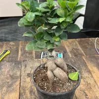 گل و گیاه آپارتمانی بنسای جنسینگ