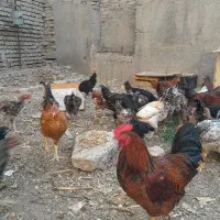 مرغ وخروس جهت خون کردن