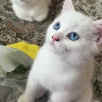 گربه بریتیش سفید چشم آبی