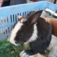 خرگوش