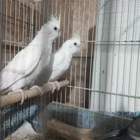 جفت گیرچینگ البینو با چهار جوجه و یک تخم