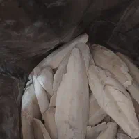 کف دریا