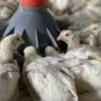 فروش سیصد عدد نیمچه دو ماهه