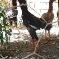 خروس لاری جوان سن یکسال ونیم