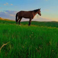 اسب|اسب و تجهیزات اسبسواری|قوچان, |دیوار