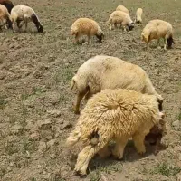 میش و بره