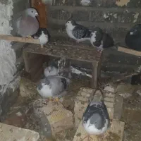 کبوتران گرفتنی