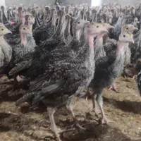 جوجه بوقلمون برنز یکماهه