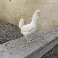 مرغ وخروس گلین