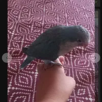 راهب
