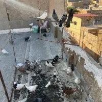 گرفتنی جوجه و کهنه خوب