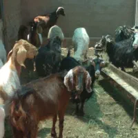 16 بز فروشی واسه قربانی