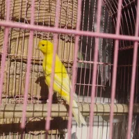 قناری زردنر