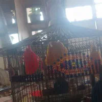 واگذاری سهره خاکی