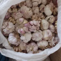 فروش سیر محلی
