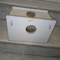 لونه عروس و طوطی