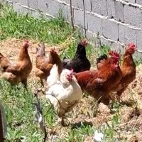 فروش مرغ و خروس محلی