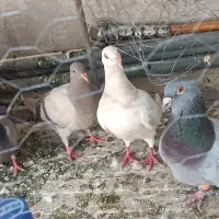 یک جفت کبوتر پلاکی و یک جفت جوجه
