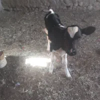 گوساله ماده