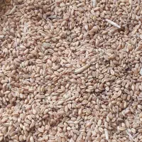 گندم|عمده‌فروشی|شیروان (خراسان), |دیوار