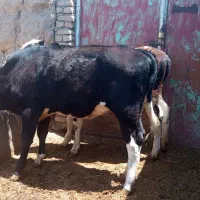 گوساله تخک و تلیسه و جوانه