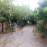 باغچه