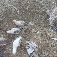 مرغ اصلی با شیش تا جوجه بزرگ