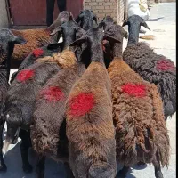 شیشک های قزل افشار اصل