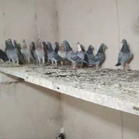 کفتر بازی آلمانی ودورگ