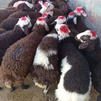 به سرار مشهد+گوسفندزنده+ریز و درشت برای مراسمات
