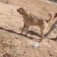 سگ ج.گ