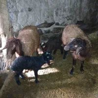 دو راس گوسفند شیشک بره دار