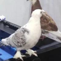 کبوتر ماده نوک قنار پر کاسکویی