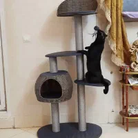 پت شاپ