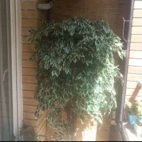 درخت بنجامین ابلق مصنوعی