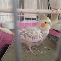 عروس هلندی