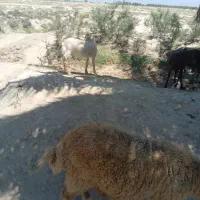 بز نر
