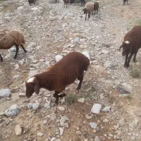 فروش بره افشار مناسب پرواری