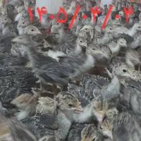 فروش جوجه بوقلمون برنز۲۵روزه