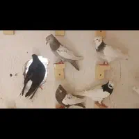 کبوتر دمبی دم سفید سینه ماده