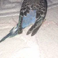 جوجه مرغ عشق