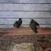 ۴تا جوجه مینا دستی