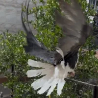 سیاه پشت