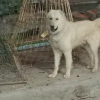 سگ نگهبان
