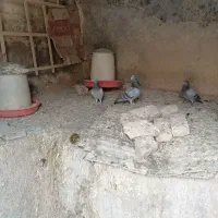 جفت سبز مسافتی باجوجه دانخور