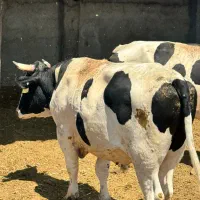 فروش گوساله نر چاق