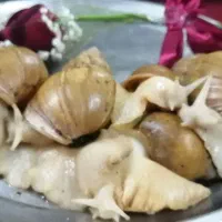 فروش حلزون