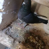 کبوتر|پرنده|کمره, |دیوار