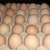 تخم مرغ محلی